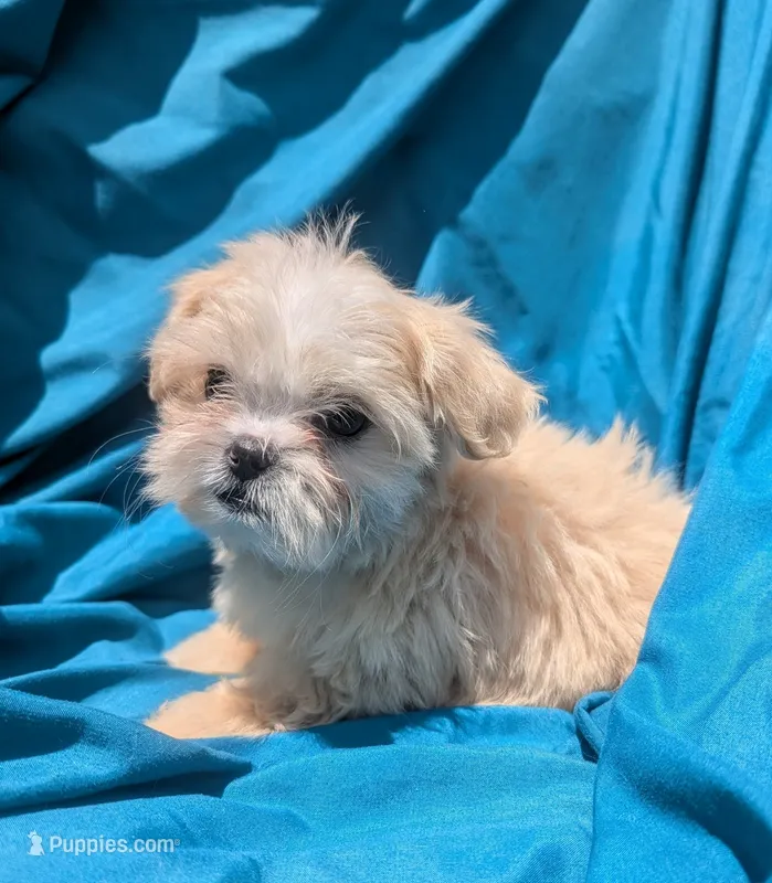 Olaf – Shih Tzu puppy on hold in Austin, TX