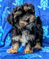 Prince, a male Yorkshire Terrier and Morkie for sale in Austin, TX – 2 of 2