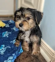 Otho, a male Yorkshire Terrier and Morkie for sale in Austin, TX – 2 of 3