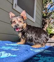 Fudge, a male Yorkshire Terrier and Morkie for sale in Austin, TX – 2 of 2