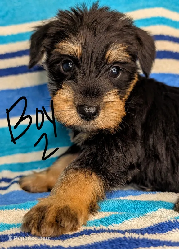 Snorkie (Sebastian) – Miniature Schnauzer, Yorkshire Terrier puppy for sale in Austin, TX