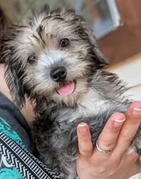 Nova, a female Miniature Schnauzer and Schnoodle for sale in Austin, TX – 3 of 3