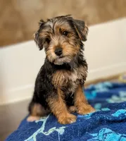 Lydia, a female Yorkshire Terrier and Morkie for sale in Austin, TX – 3 of 3