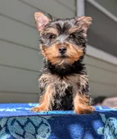 Biscuit , a male Yorkshire Terrier and Morkie for sale in Austin, TX – 2 of 2