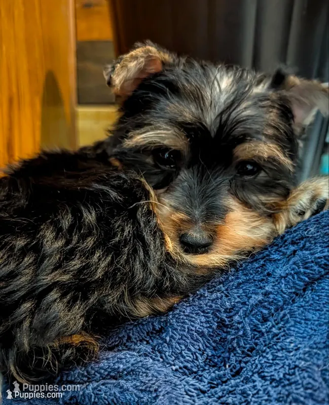 Biscuit  – Yorkshire Terrier, Morkie puppy for sale in Austin, TX