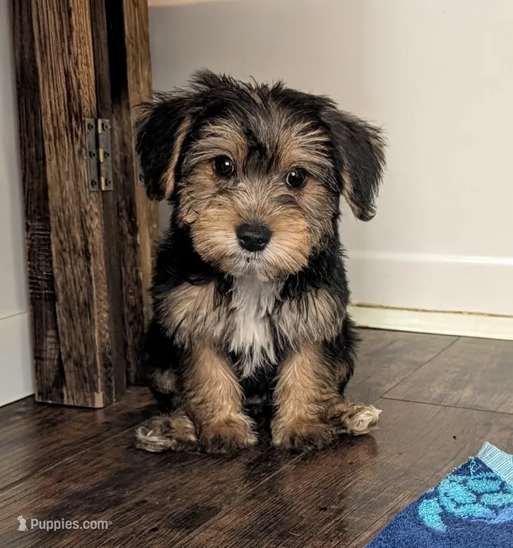 Otho – Yorkshire Terrier, Morkie puppy for sale in Austin, TX