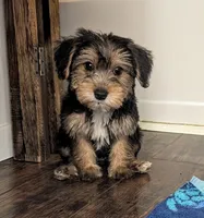 Otho, a male Yorkshire Terrier and Morkie for sale in Austin, TX – 1 of 3