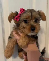 Suzy Q (merle), a female Yorkshire Terrier for sale in Austin, TX – 4 of 7