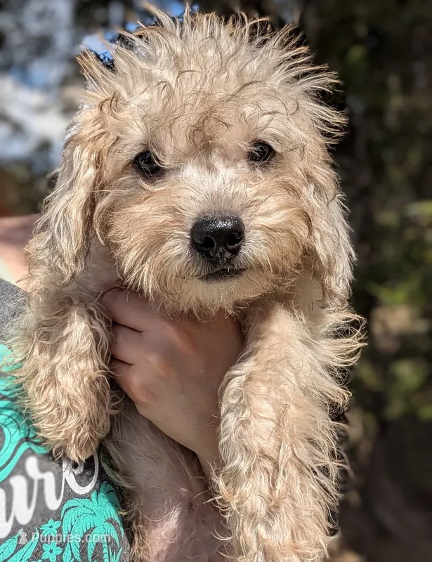 Apollo – Miniature Schnauzer, Schnoodle puppy for sale in Austin, TX
