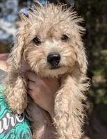 Apollo, a male Miniature Schnauzer and Schnoodle for sale in Austin, TX – 1 of 2