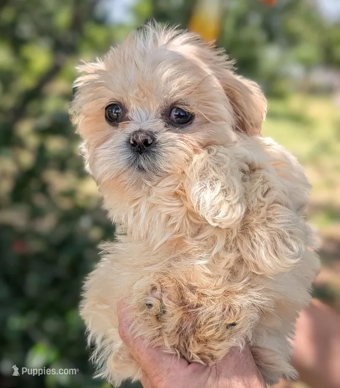 Olaf – Shih Tzu puppy for sale in Austin, TX