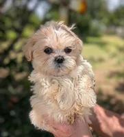Olaf, a male Shih Tzu for sale in Austin, TX – 2 of 2