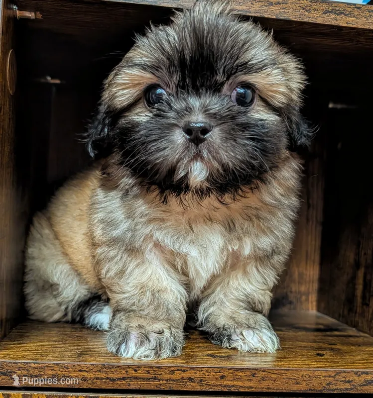 Vixey – Shih Tzu puppy for sale in Austin, TX