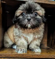 Vixey, a female Shih Tzu for sale in Austin, TX – 1 of 3