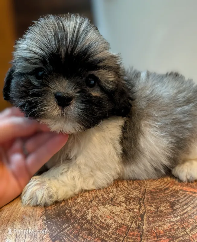 Tod – Shih Tzu puppy for sale in Austin, TX