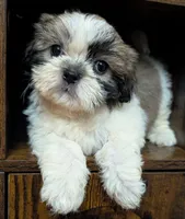 Boomer, a male Shih Tzu for sale in Austin, TX – 2 of 3