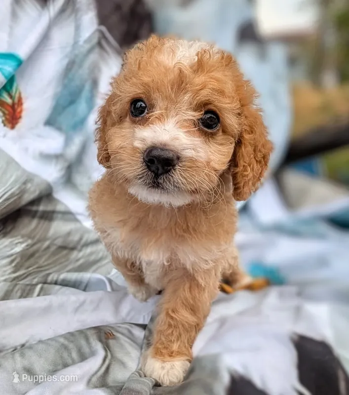 Maple – Maltipoo puppy for sale in Austin, TX