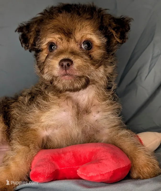 Honey – Yorkipoo, Yorkshire Terrier puppy for sale in Austin, TX