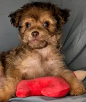 Honey, a male Yorkipoo and Yorkshire Terrier for sale in Austin, TX – 1 of 2