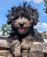 Cosmo, a male Miniature Schnauzer and Schnoodle for sale in Austin, TX – 2 of 3