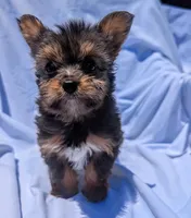 Chip, a male Yorkshire Terrier and Morkie for sale in Austin, TX – 2 of 2