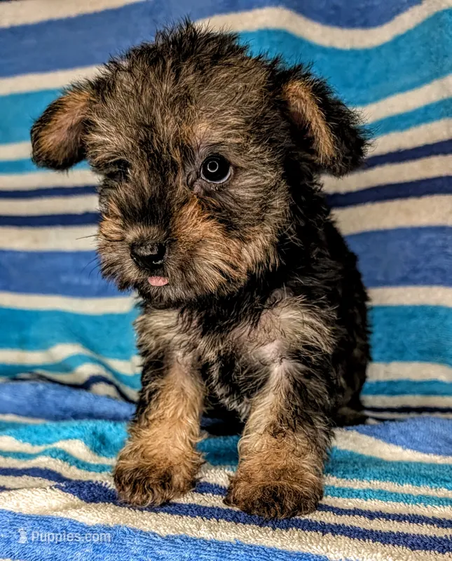 Snorkie (Dottie) – Miniature Schnauzer, Yorkshire Terrier puppy for sale in Austin, TX