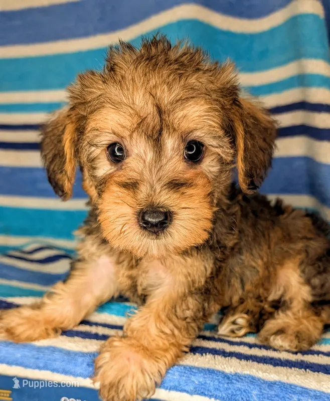 Snorkie (Rory) – Miniature Schnauzer, Yorkshire Terrier puppy for sale in Austin, TX