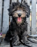 Cosmo, a male Miniature Schnauzer and Schnoodle for sale in Austin, TX – 3 of 3