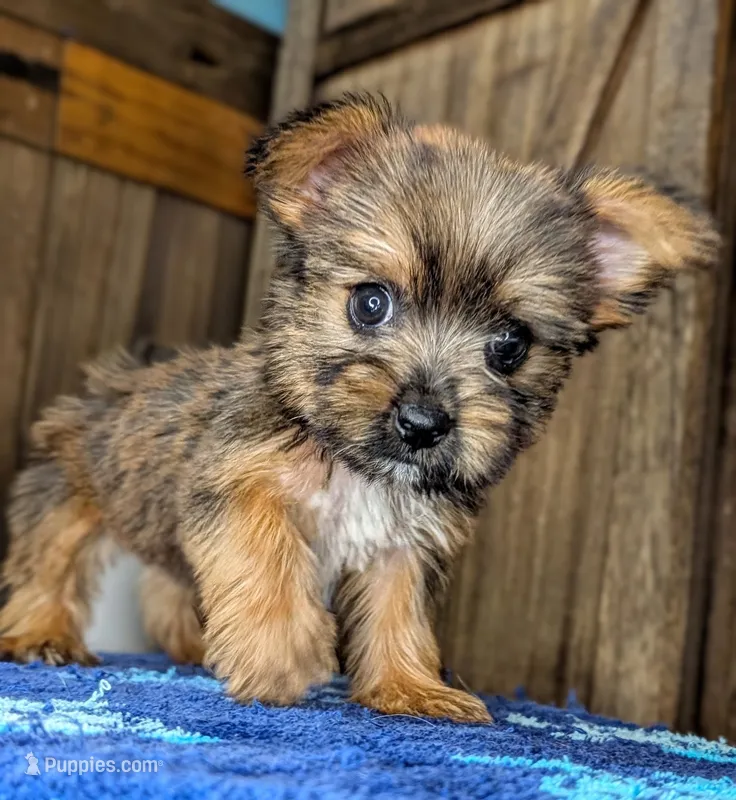 Gale – Yorkshire Terrier, Morkie puppy for sale in Austin, TX