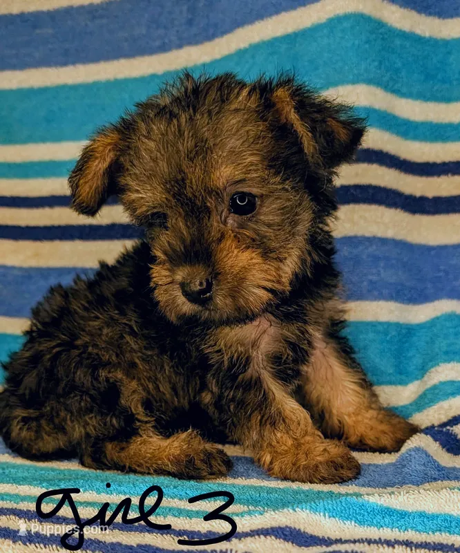 Snorkie (Dottie) – Miniature Schnauzer, Yorkshire Terrier puppy for sale in Austin, TX