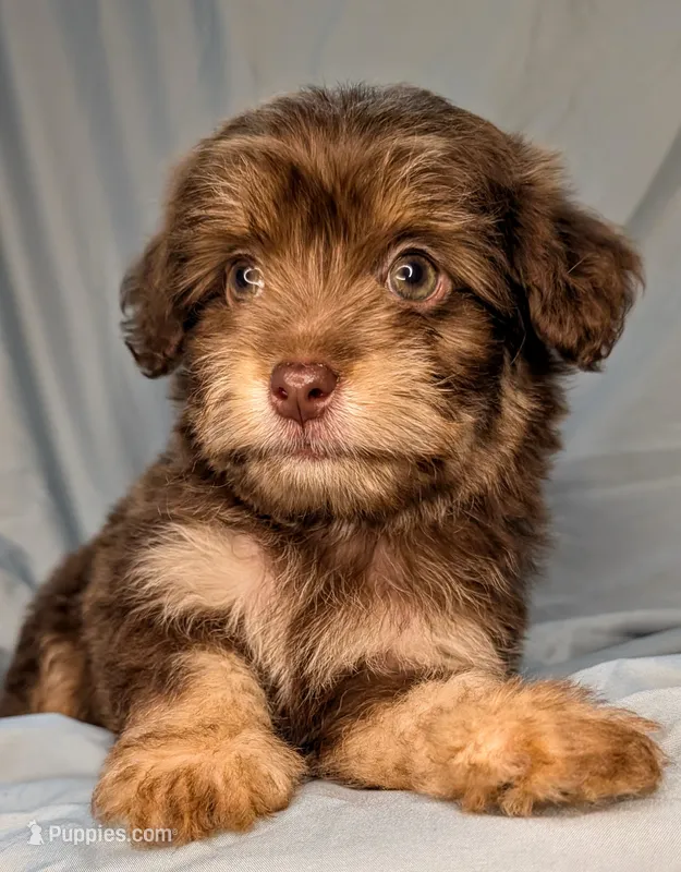 Flapjack  – Yorkipoo, Yorkshire Terrier puppy for sale in Austin, TX