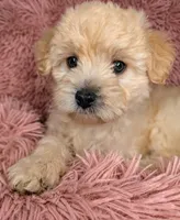 Mia, a female Maltipoo for sale in Austin, TX – Photo 2 of 2