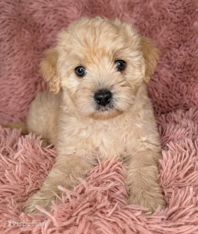 Mia – Maltipoo puppy for sale in Austin, TX
