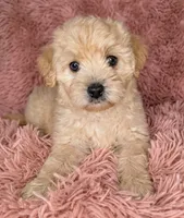 Mia, a female Maltipoo for sale in Austin, TX – Photo 1 of 2