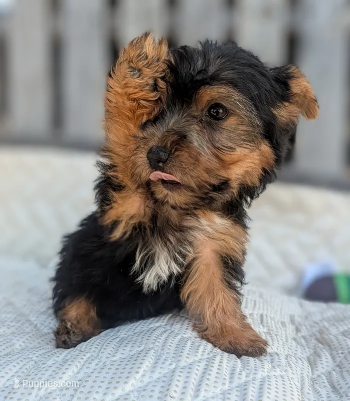Strudel – Yorkshire Terrier, Morkie puppy for sale in Austin, TX