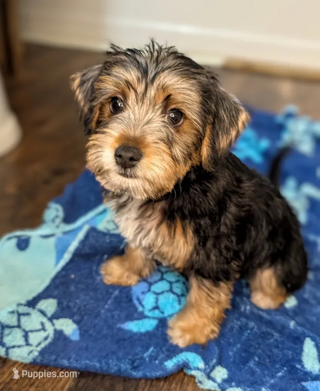 Lydia – Yorkshire Terrier, Morkie puppy for sale in Austin, TX