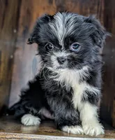 Trixie, a female Mal Shi for sale in Austin, TX – Photo 2 of 4