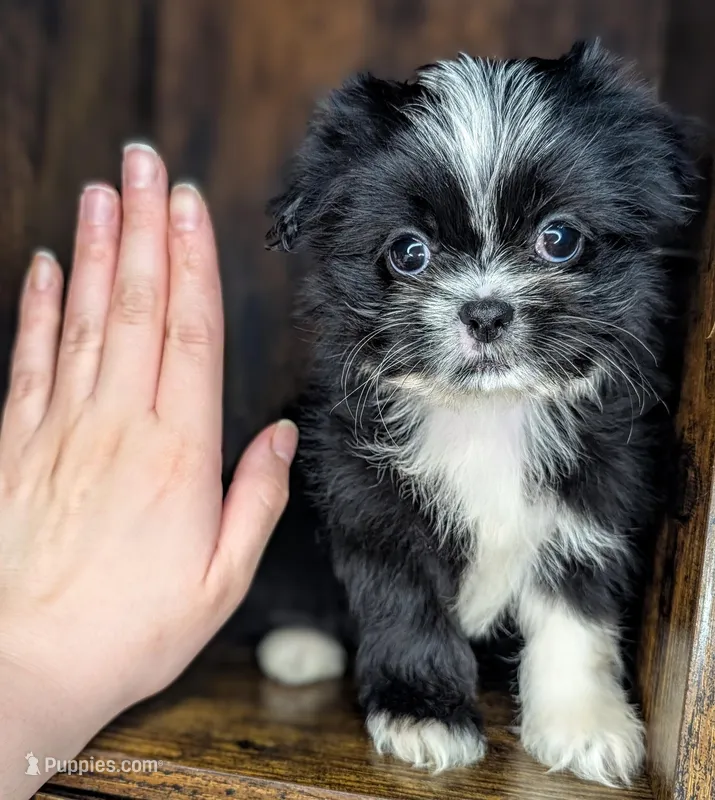 Trixie – Mal Shi puppy for sale in Austin, TX