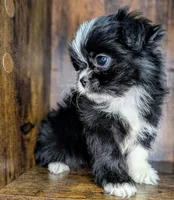 Trixie, a female Mal Shi for sale in Austin, TX – Photo 3 of 4