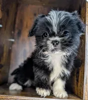 Trixie, a female Mal Shi for sale in Austin, TX – Photo 4 of 4