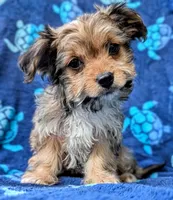 Presley, a male Yorkshire Terrier and Morkie for sale in Austin, TX – 3 of 3
