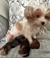 Twix, a male Yorkshire Terrier for sale in Austin, TX – 4 of 5