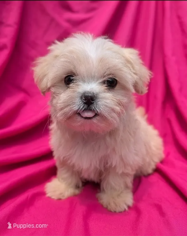 Waffle – Shih Tzu puppy for sale in Austin, TX