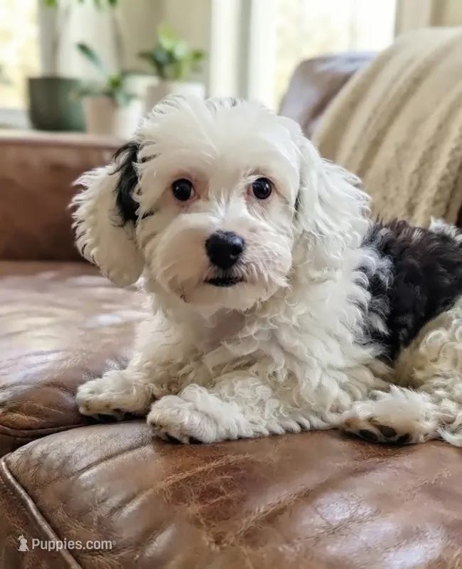 Link – Maltipoo puppy for sale in Austin, TX
