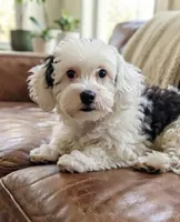 Link, a male Maltipoo for sale in Austin, TX – 1 of 6