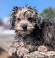 Nova, a female Miniature Schnauzer and Schnoodle for sale in Austin, TX – 2 of 3