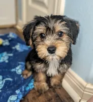 Otho, a male Yorkshire Terrier and Morkie for sale in Austin, TX – 3 of 3