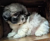 Tod, a male Shih Tzu for sale in Austin, TX – 3 of 3
