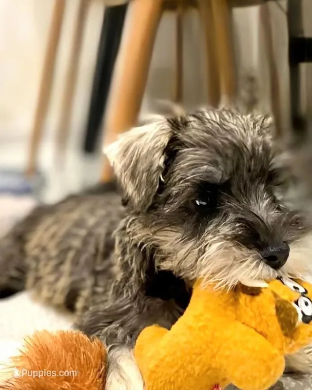Skittles – Miniature Schnauzer puppy for sale in Austin, TX