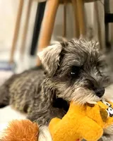 Skittles, a male Miniature Schnauzer for sale in Austin, TX – Photo 1 of 2